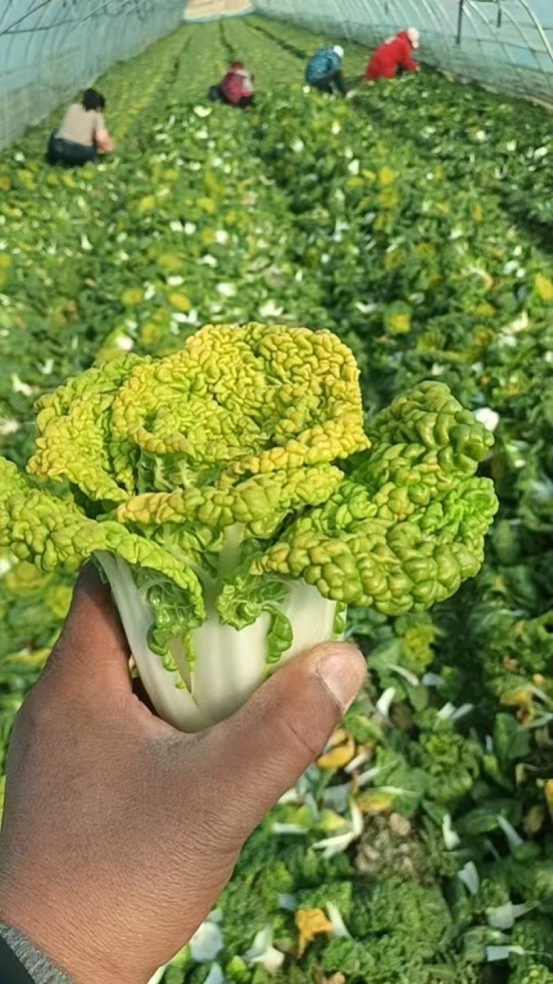 黄心菜/安徽怀远县黄心菜大量上市/对接全国采购商