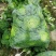 黄心菜/安徽怀远县黄心菜大量上市/对接全国采购商