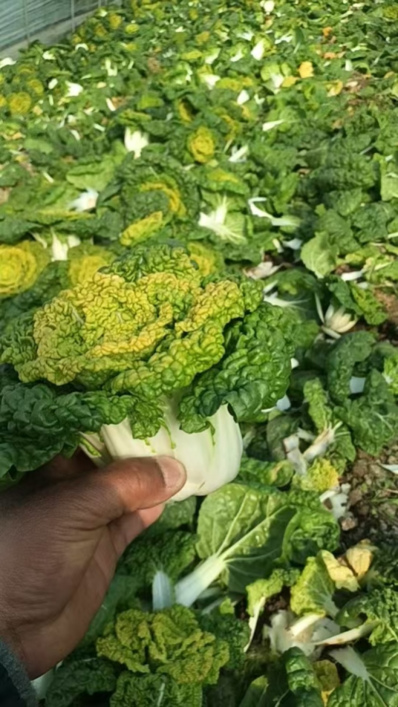 黄心菜/安徽怀远县黄心菜大量上市/对接全国采购商
