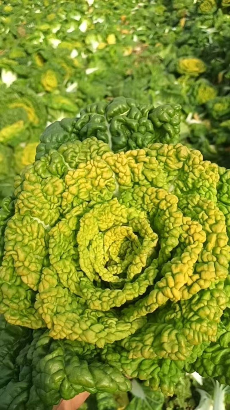 黄心菜/安徽怀远县黄心菜大量上市/对接全国采购商