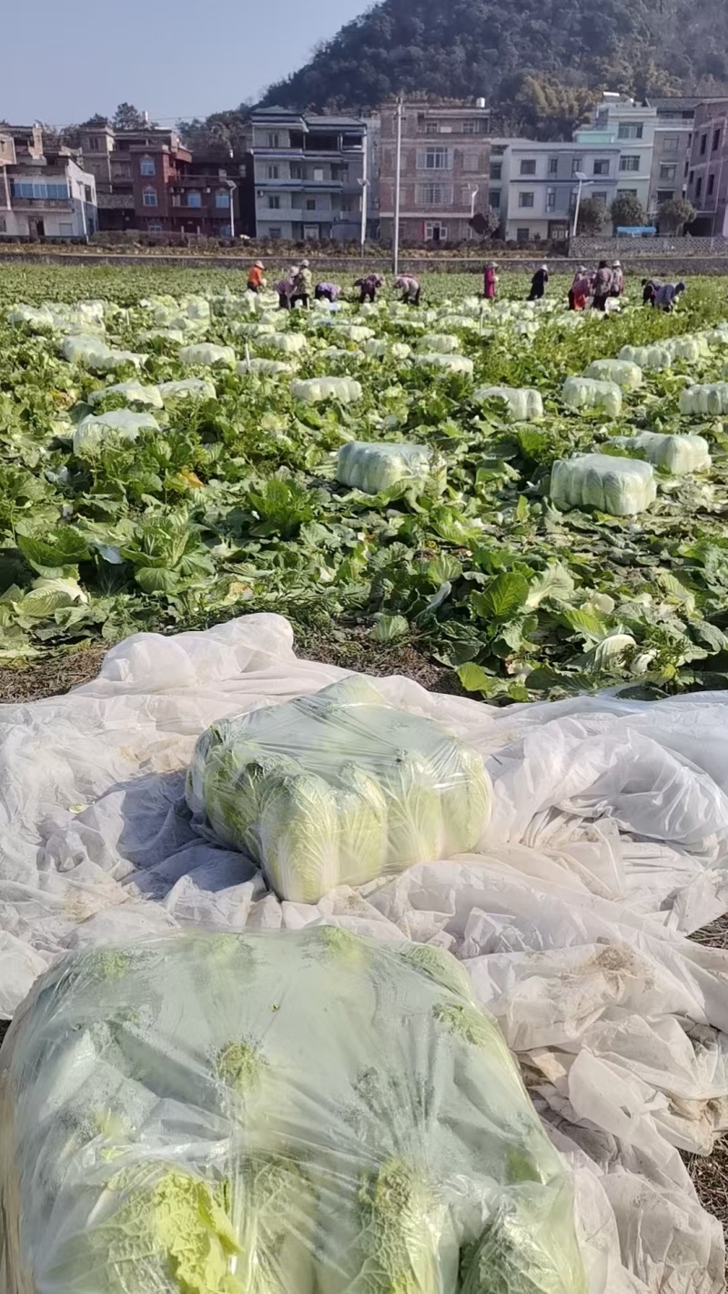 大白菜黄心白菜200亩基地直发净菜上车0.65