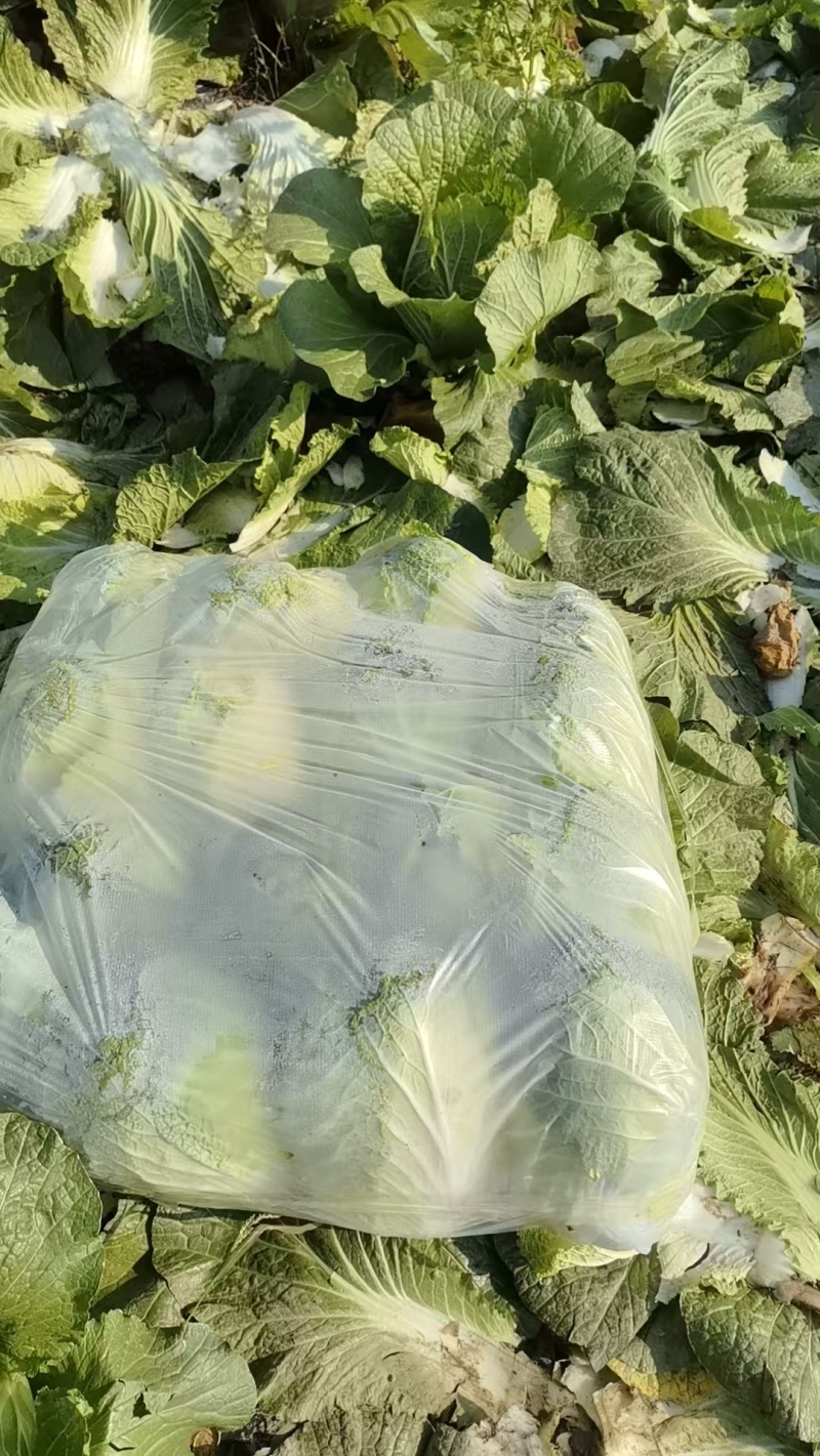 大白菜黄心白菜200亩基地直发净菜上车0.65