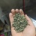 大洋高山炒茶
