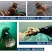 包邮）大连淡干海参干货250g深海辽刺参6-9年孕妇级