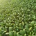 大量出售价格随谈每天可以出1万斤