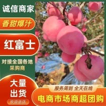 河北昌黎红富士苹果，产地直发，量大价优，欢迎致电