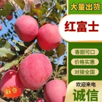 河北昌黎红富士苹果，产地直发，量大价优欢迎联系