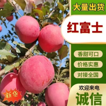 河北昌黎红富士苹果，产地直发，量大价优欢迎联系