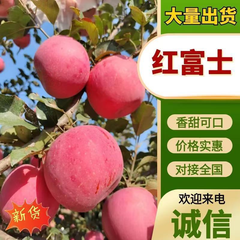 河北昌黎红富士苹果，产地直发，量大价优欢迎联系