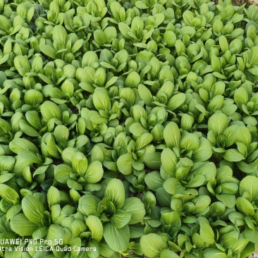 大量出售价格随谈每天可以出1万斤