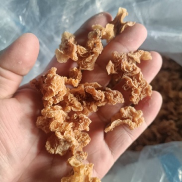 羊肚耳产地精品羊肚耳自产自销羊肚耳种植场羊肚耳批发零售价