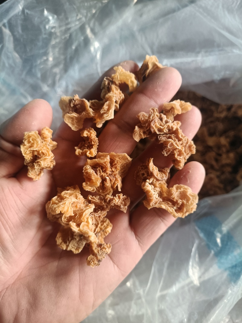 羊肚耳产地精品羊肚耳自产自销羊肚耳种植场羊肚耳批发零售价