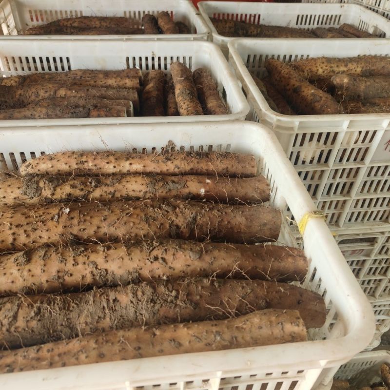白玉山药铁棍山药双棒山药大量供应可视频看货欢迎来电