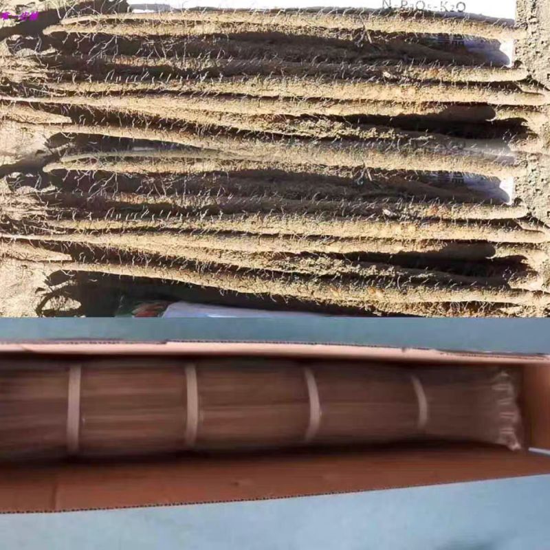 白玉山药铁棍山药双棒山药大量供应可视频看货欢迎来电