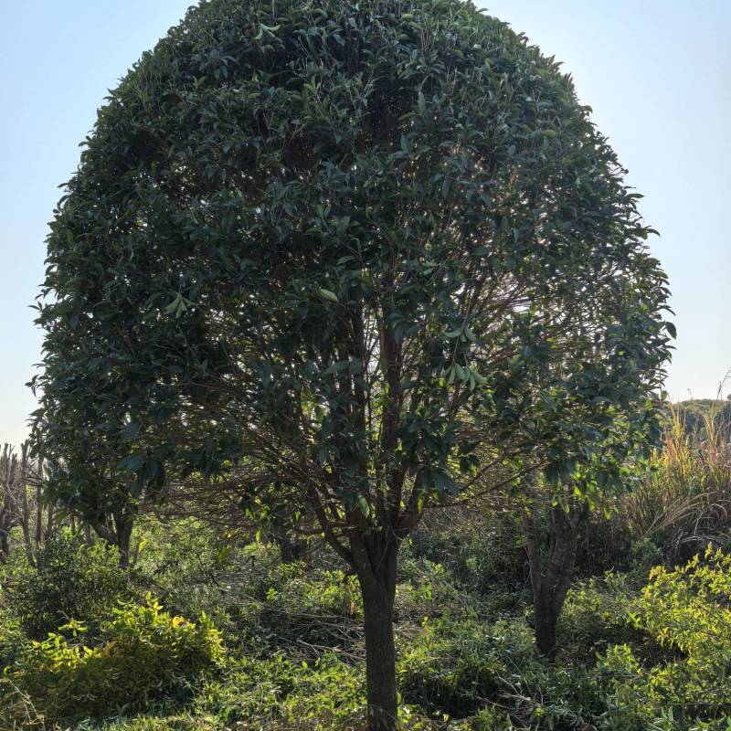大型景观桂花树