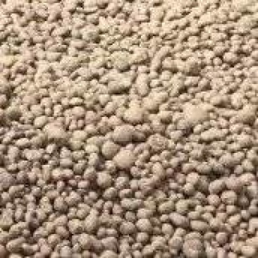 珠芽黄的一种紫魔芋叶面果