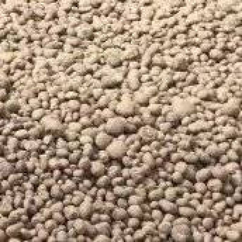 珠芽黄的一种紫魔芋叶面果