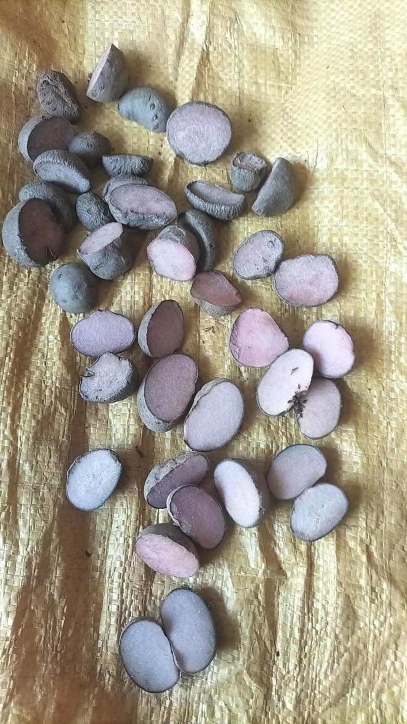 珠芽黄的一种紫魔芋叶面果