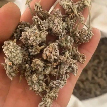 中药材密蒙花