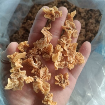 羊肚耳小规格沙耳鹿肚耳自产自销无根羊肚耳精品羊肚耳