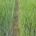 四川乐山小葱四季葱笔杆葱湛江葱香葱