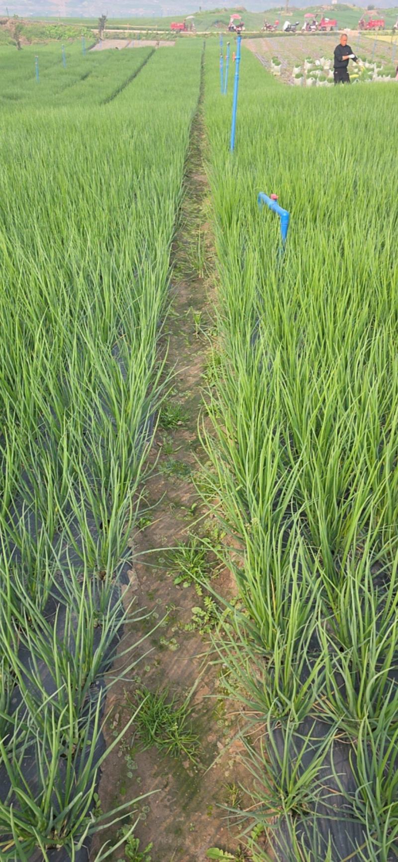 四川乐山小葱四季葱笔杆葱湛江葱香葱