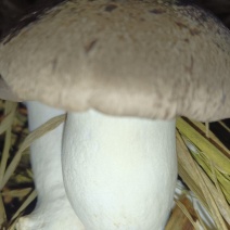 生态虎掌菌