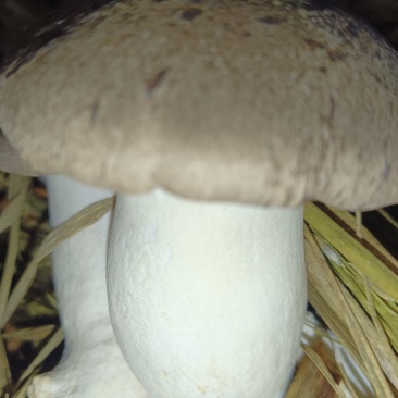 生态虎掌菌
