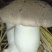 生态虎掌菌