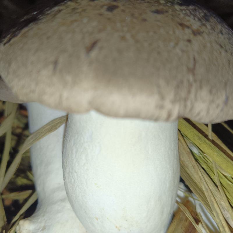 生态虎掌菌