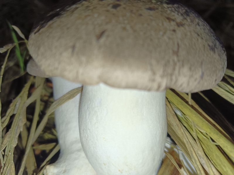 生态虎掌菌