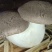 生态虎掌菌