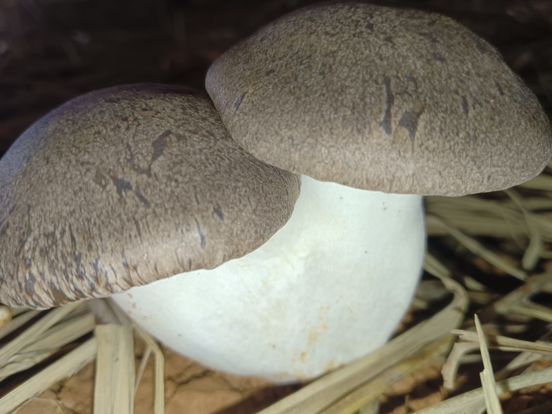 生态虎掌菌