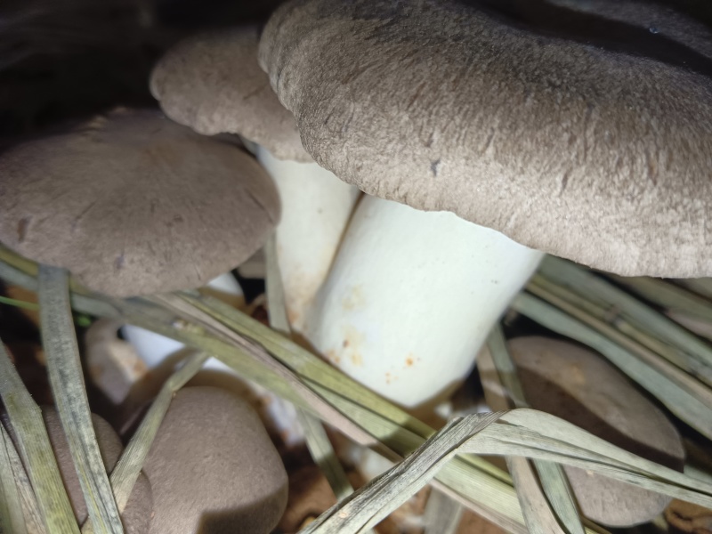 生态虎掌菌