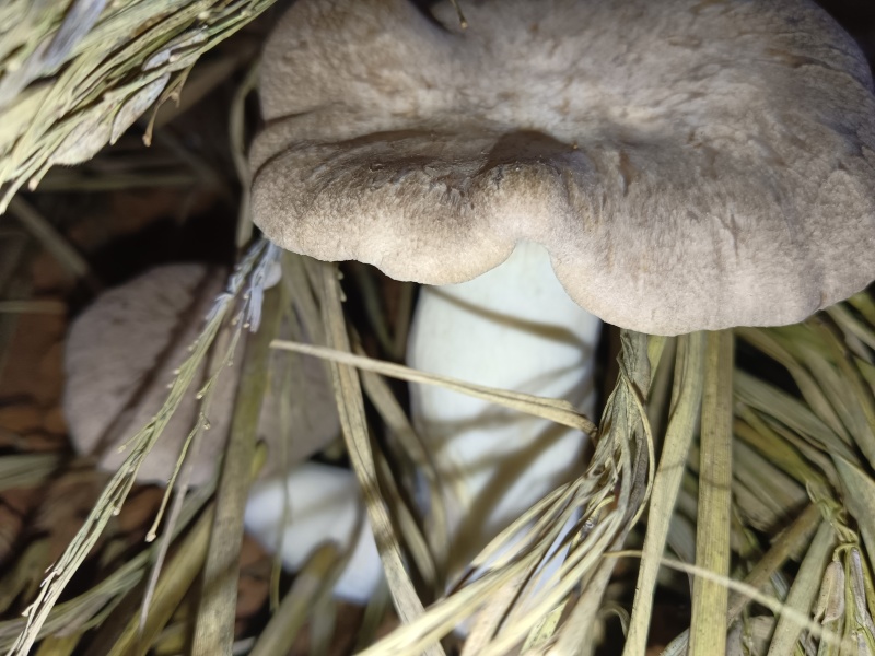 生态虎掌菌