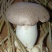 生态虎掌菌