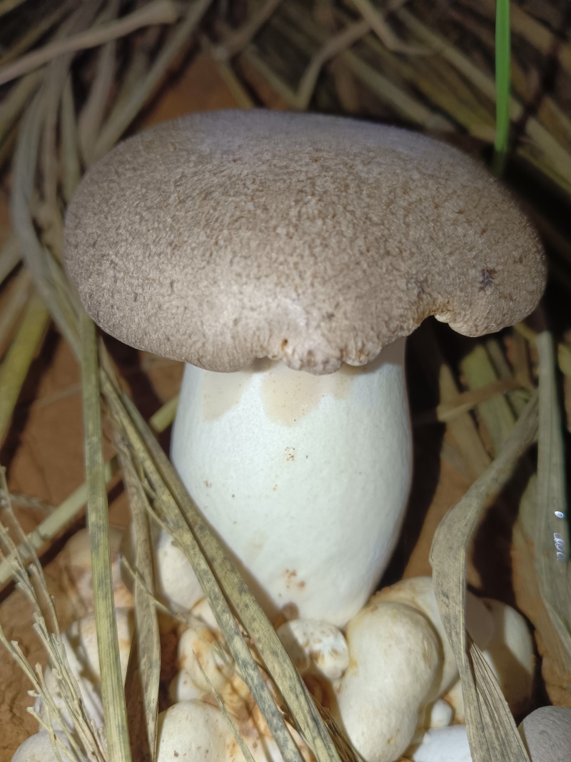 生态虎掌菌