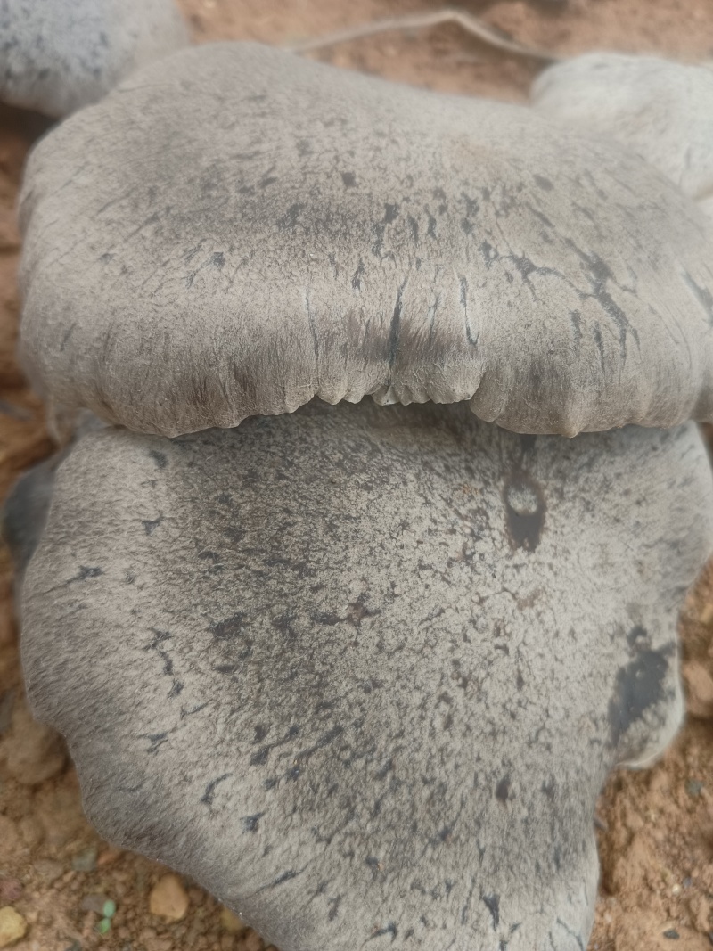 生态虎掌菌