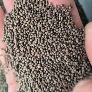 中药材紫苏子