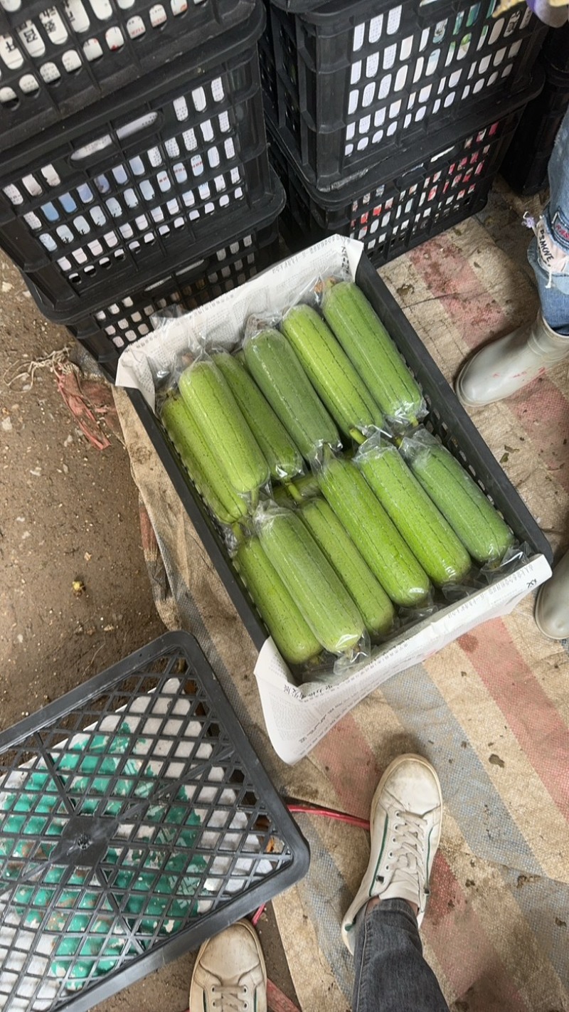 热销广西、水瓜、肉丝瓜（万亩基地）可一件代发质量保证