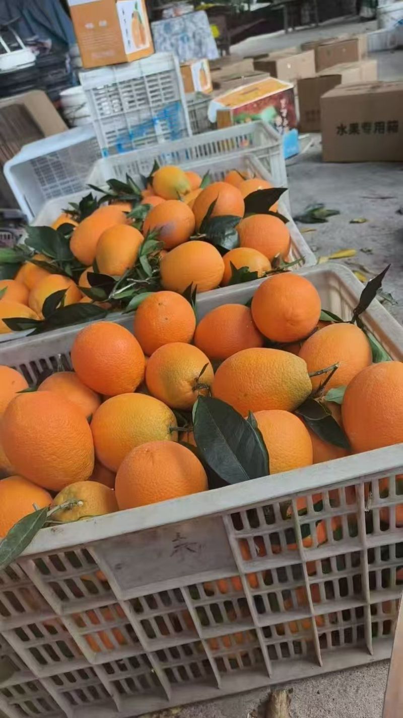 正宗奉节脐橙，产地直发，全国供货，可对接各大商超批发市场