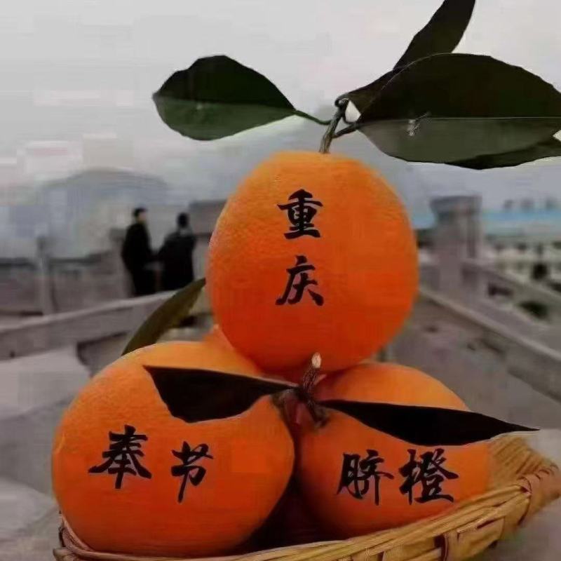 奉节脐橙已经上市了需要的订购