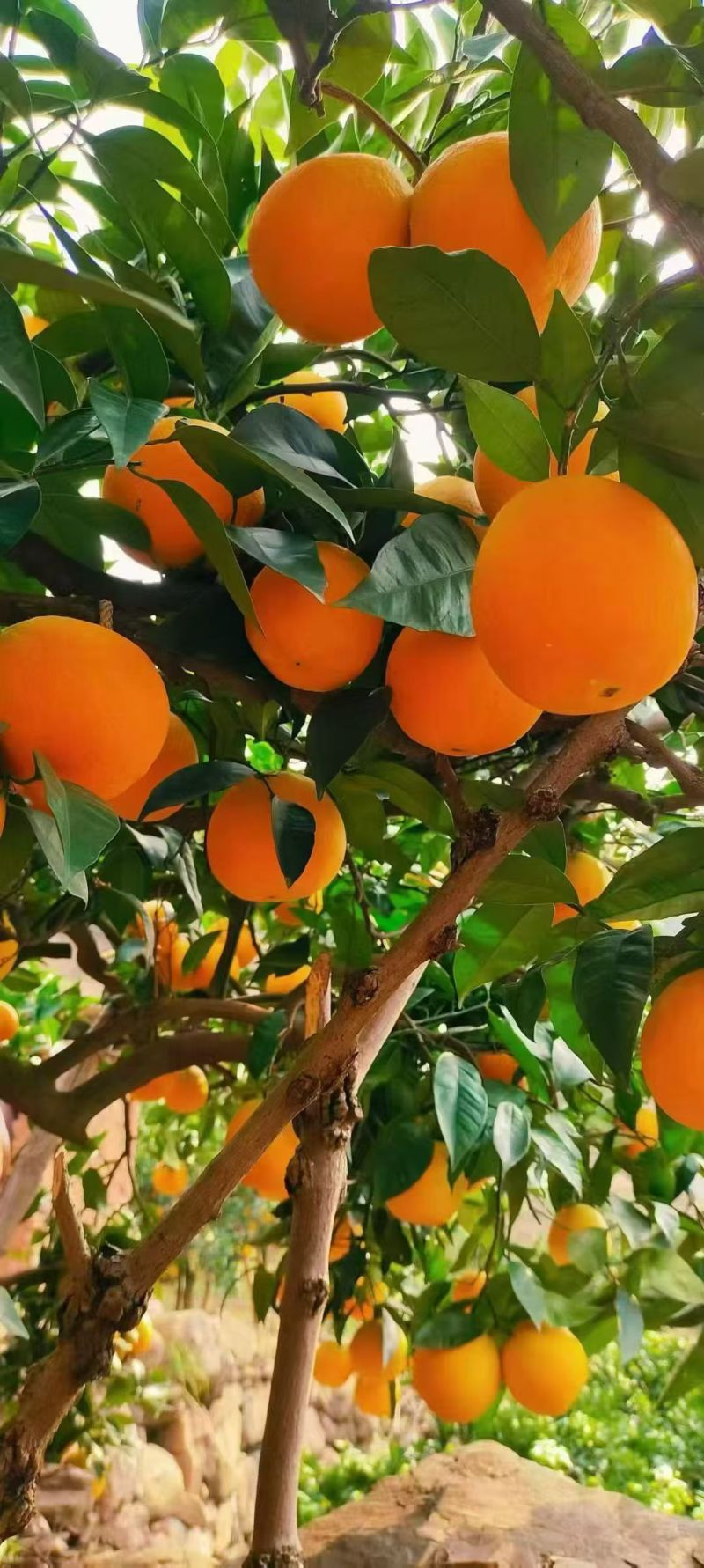 “奉节脐橙的果皮脆而易剥，果肉细嫩化渣，无核少络，酸甜适