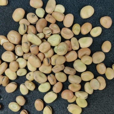 高品质进口干蚕豆喂鱼的打豆瓣的