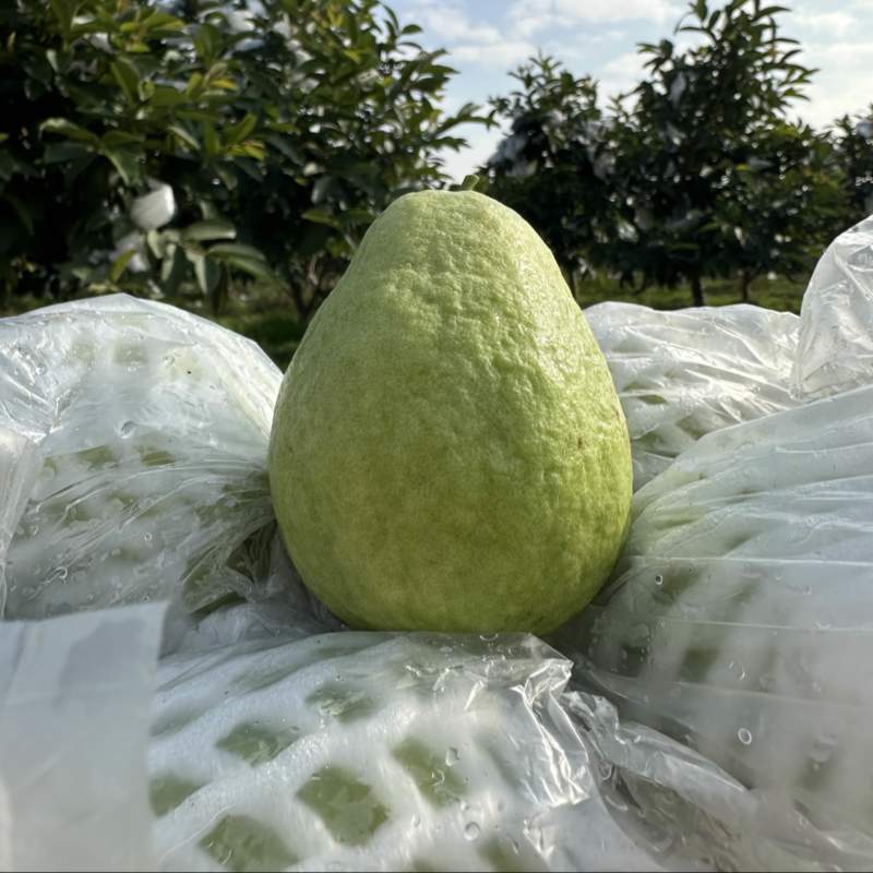 实力推荐红心芭乐红心番石榴一手货源基地发坏果包赔