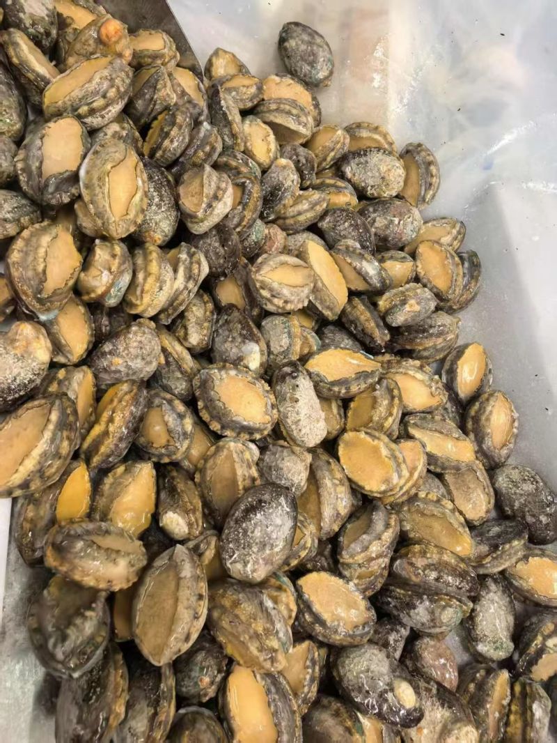 鲍鱼肉
