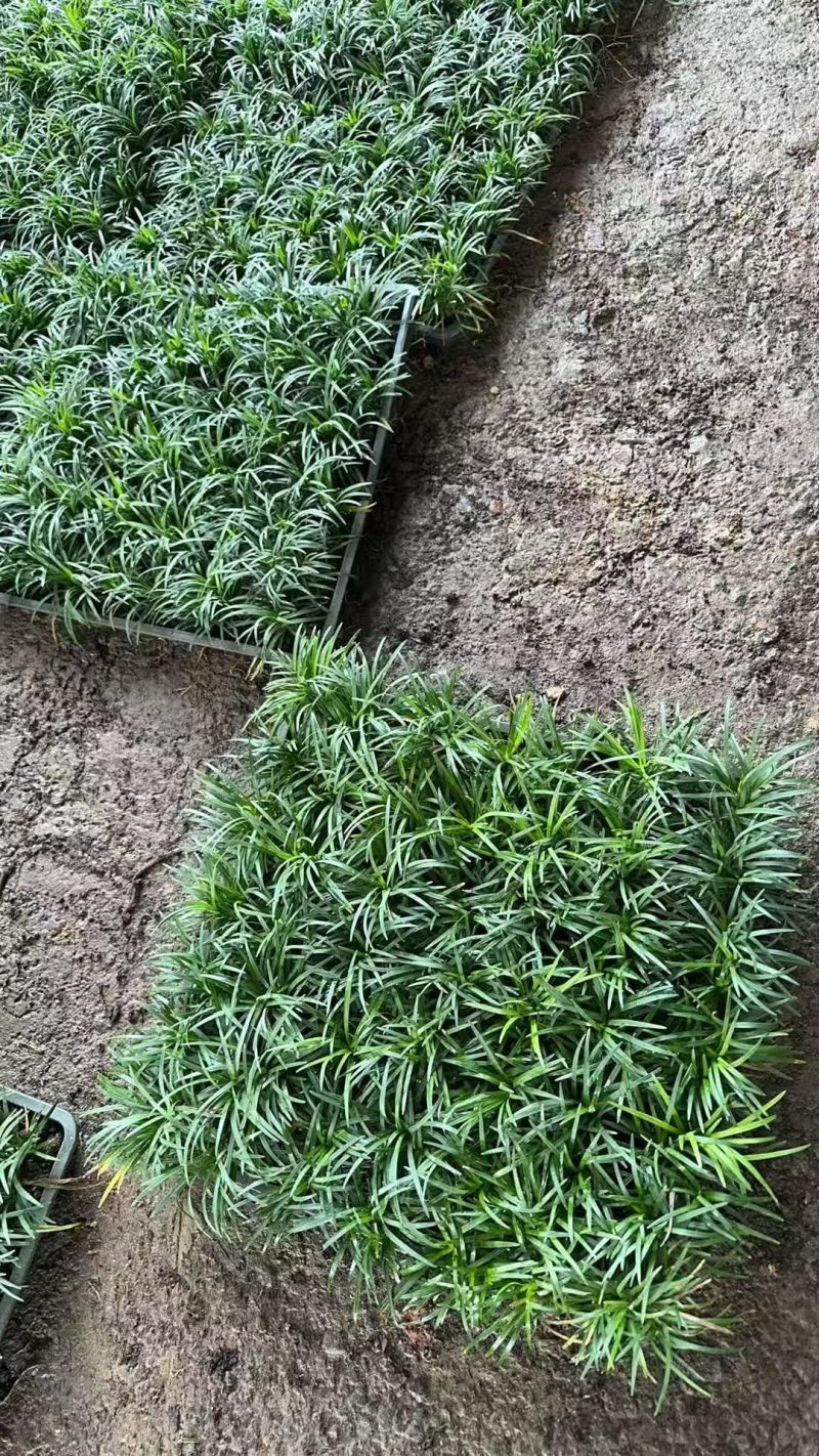 玉龙草坪