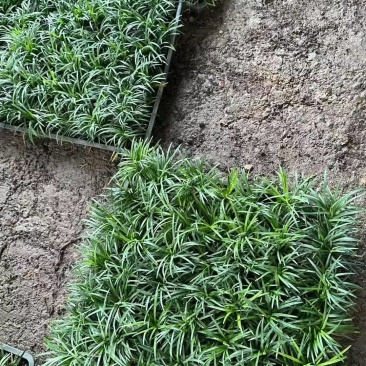 玉龙草坪