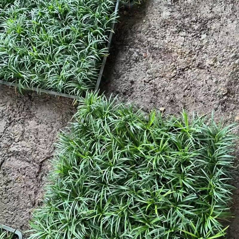玉龙草坪