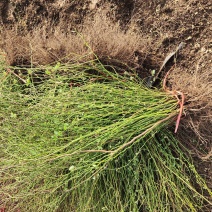 野蔷薇月季花80厘米长爬墙梅护坡爬藤植物江苏产地